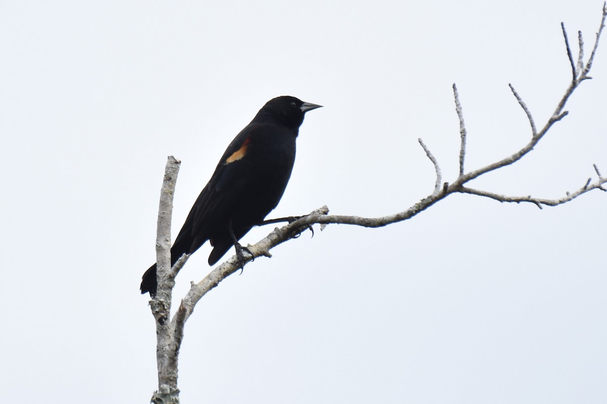 Red-winged Blackbird - ML631191599