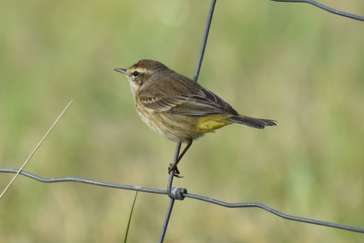 Palm Warbler - ML631191621
