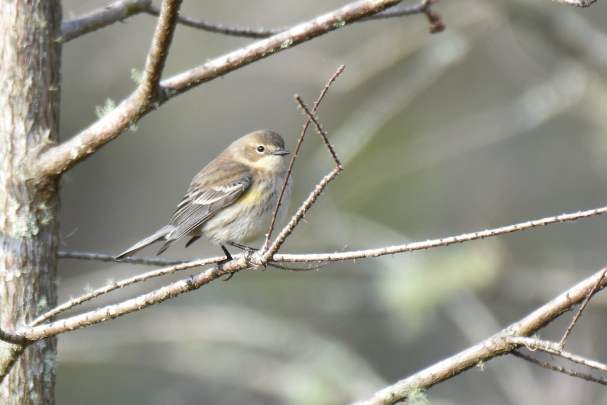 Yellow-rumped Warbler (Myrtle) - ML631191632