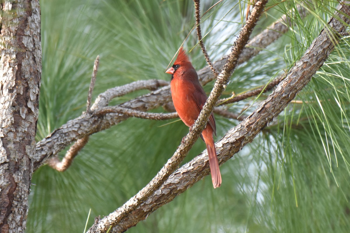 Northern Cardinal - ML631191640