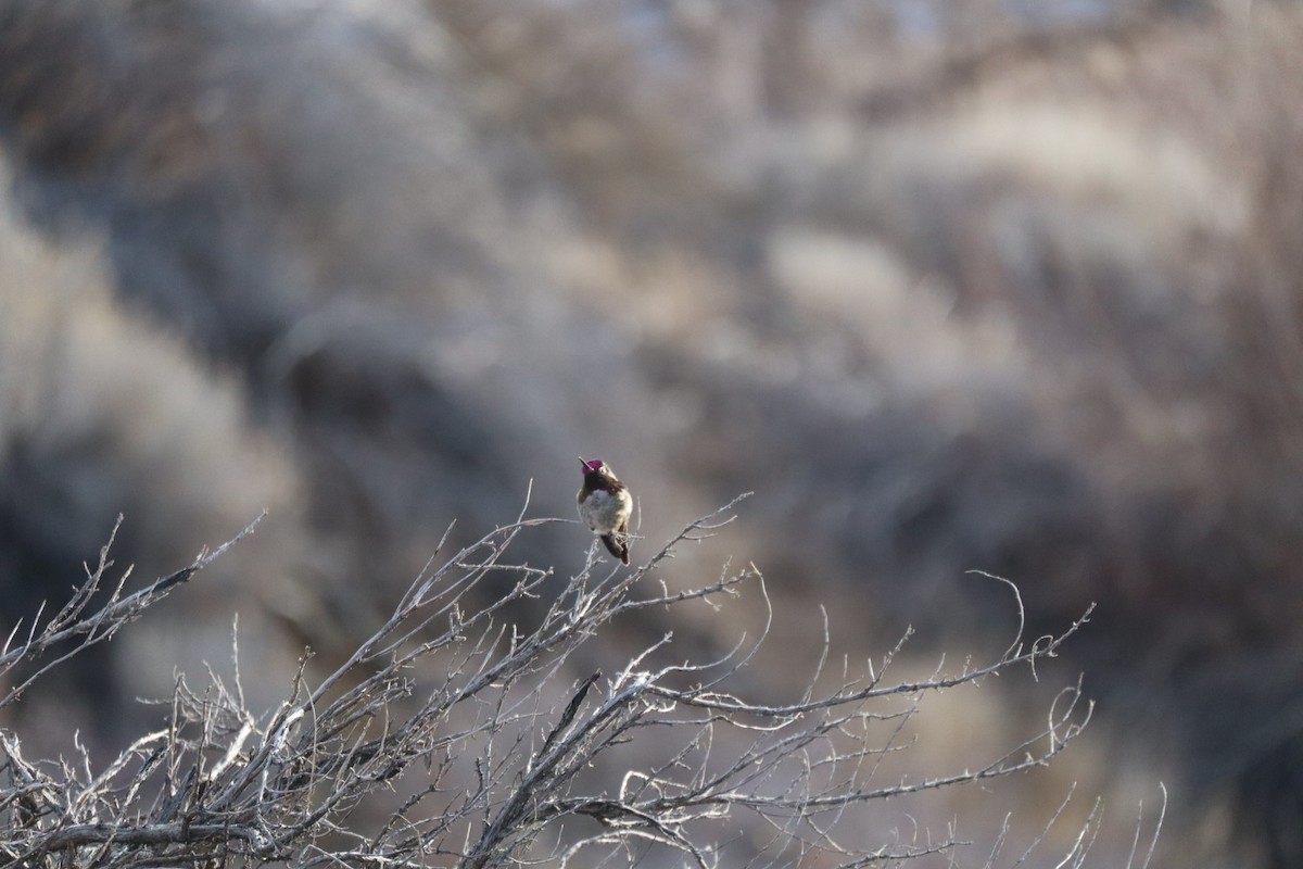 Anna's Hummingbird - ML631191890