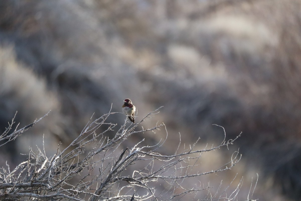 Anna's Hummingbird - ML631191892