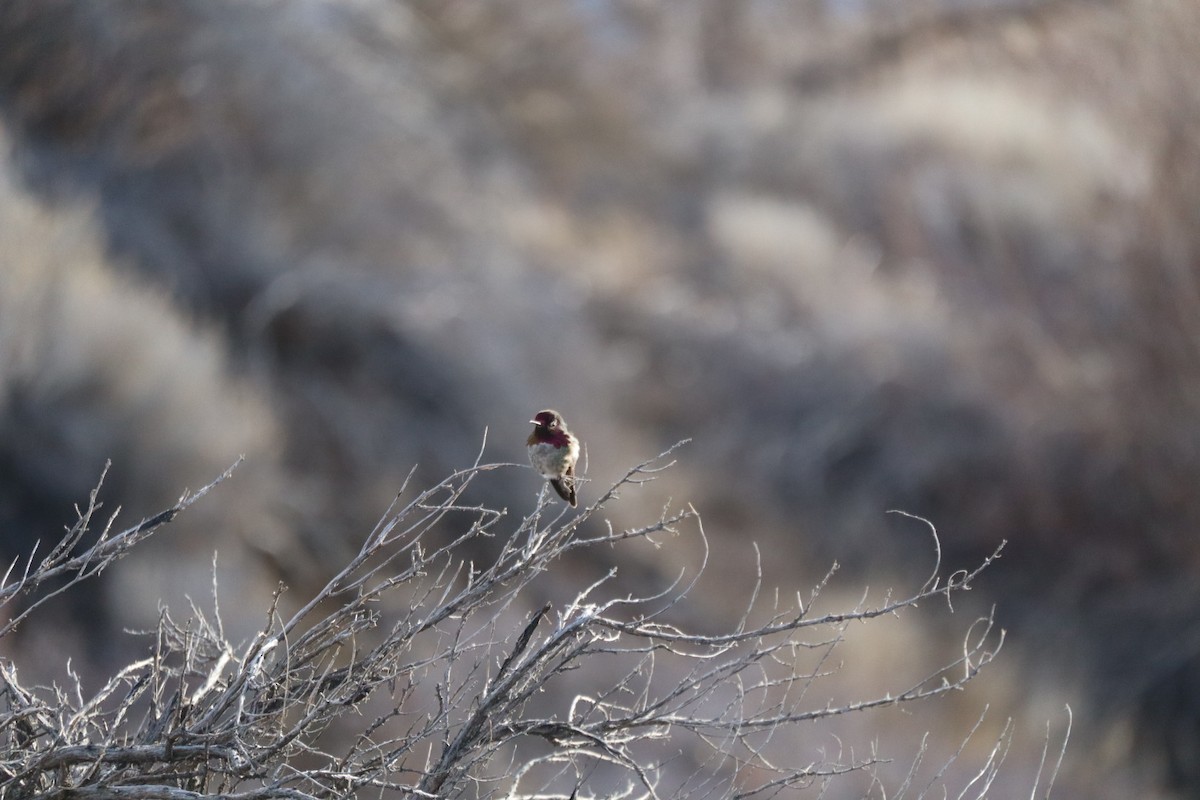 Anna's Hummingbird - ML631191893
