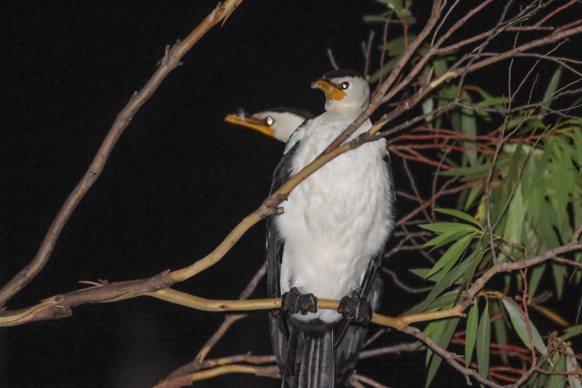 Cormoran pie - ML631192037