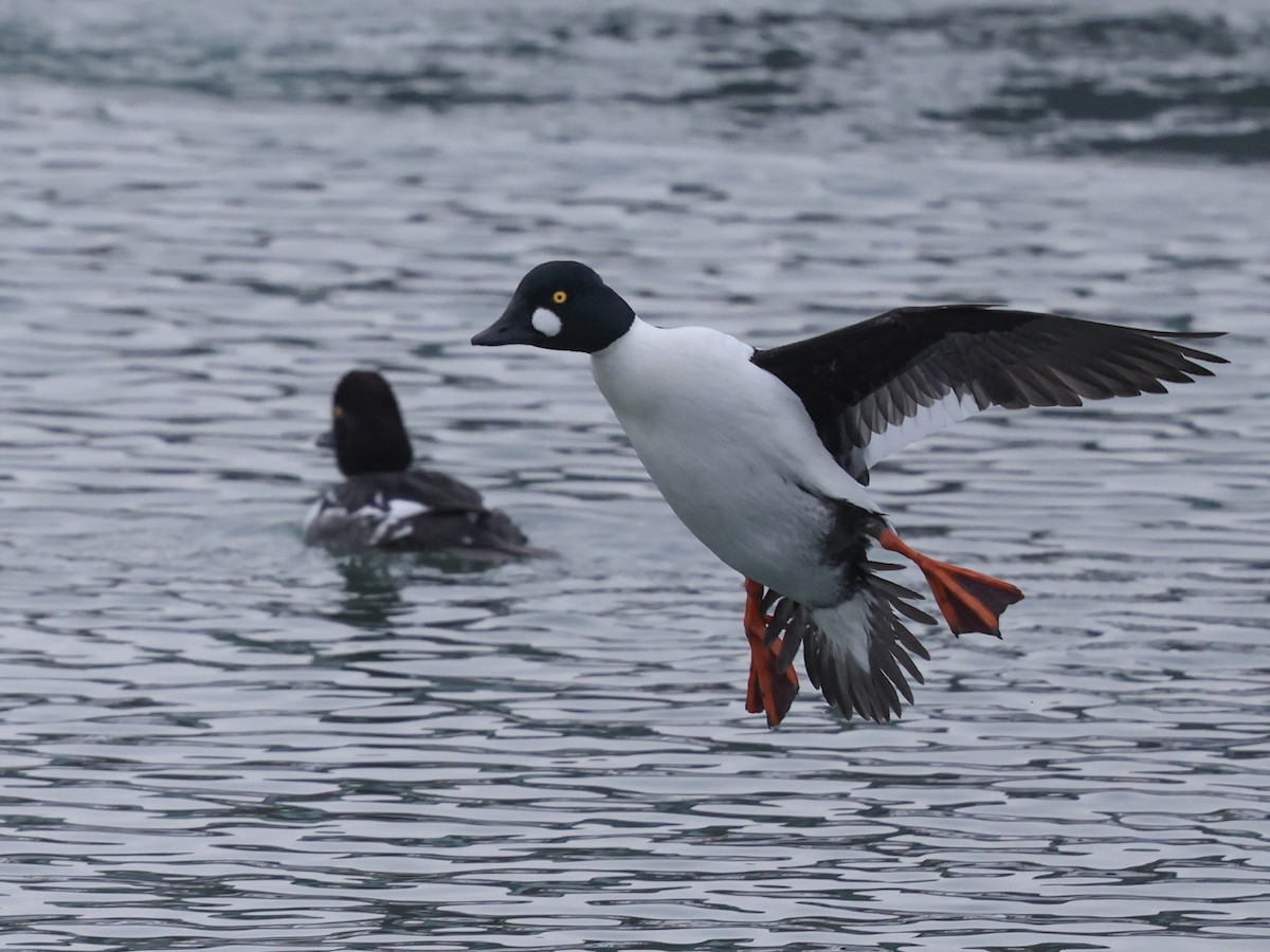 Common Goldeneye - ML631192055