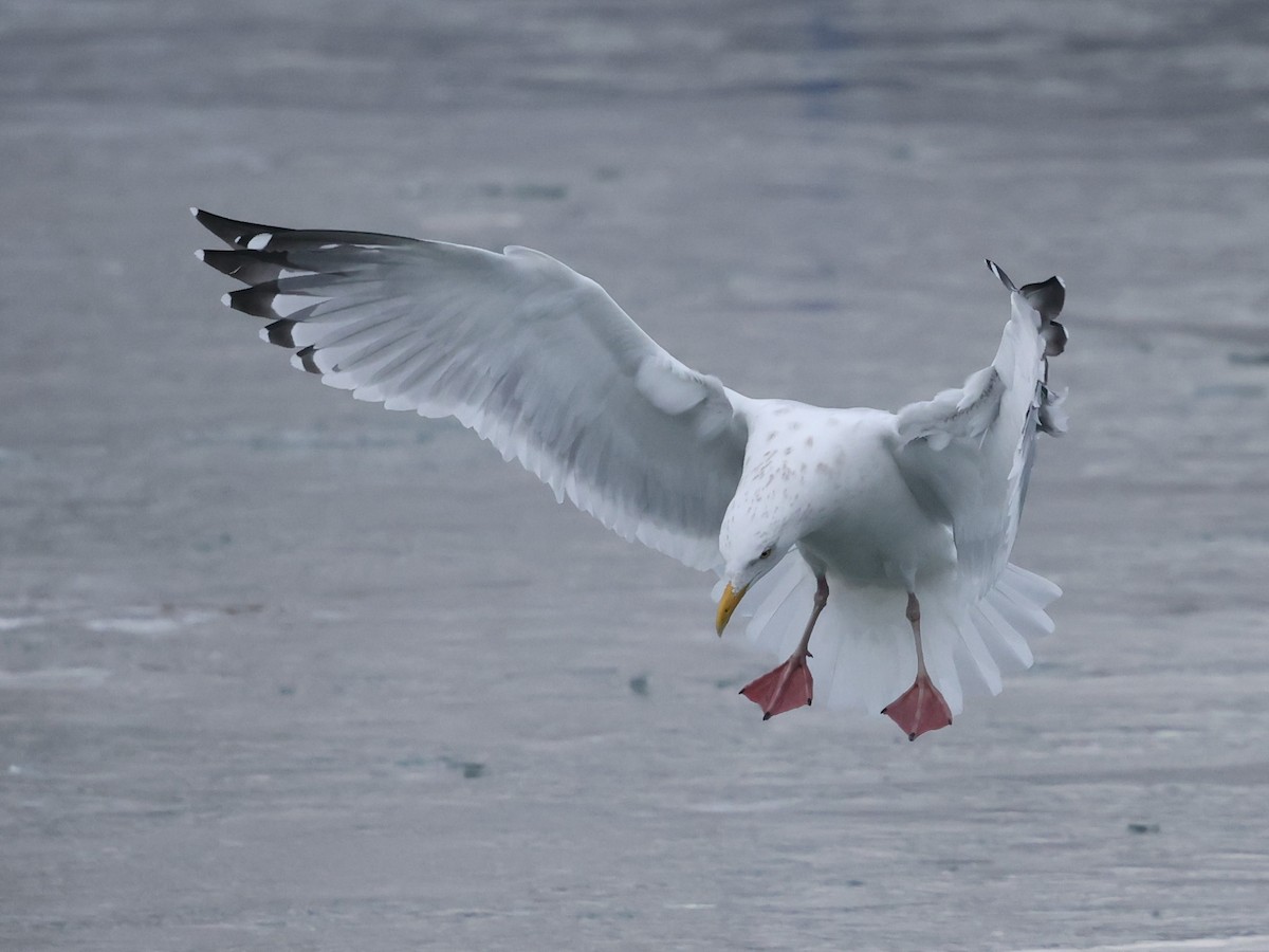 American Herring Gull - ML631192112