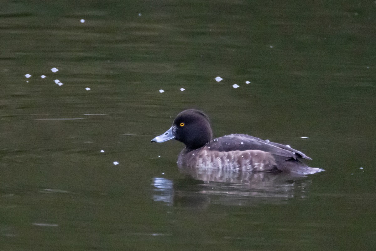 Tufted Duck - ML631192301