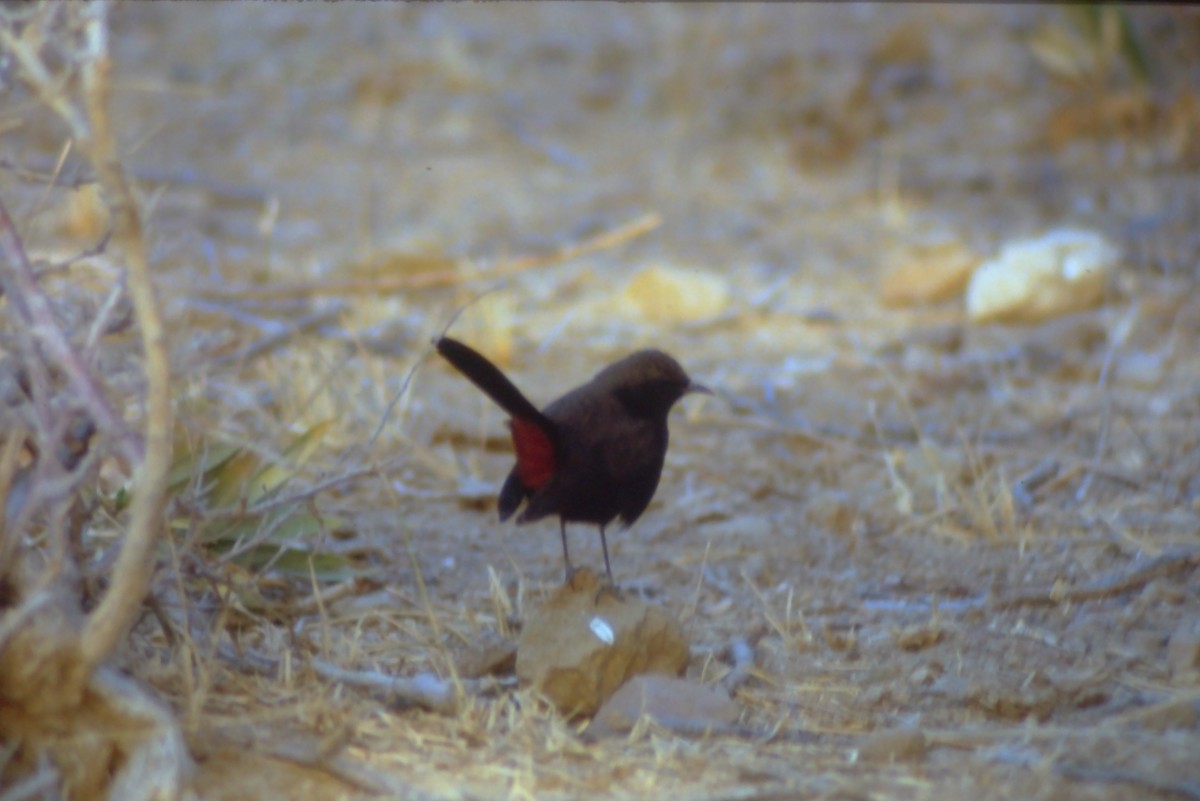 Indian Robin - ML631192345
