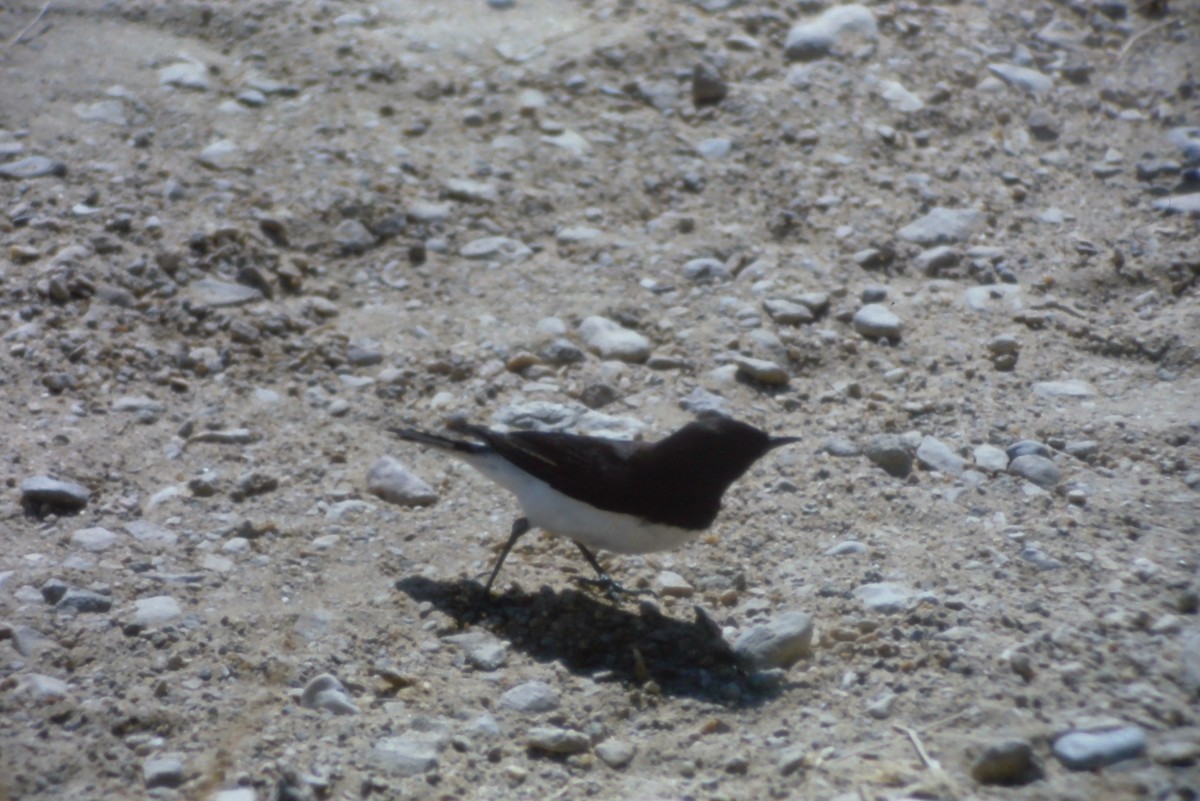 Hume's Wheatear - ML631192353