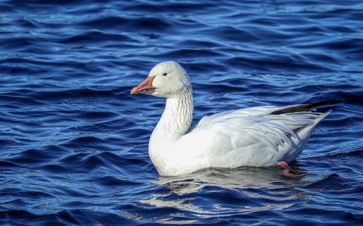 Snow Goose - ML631192380