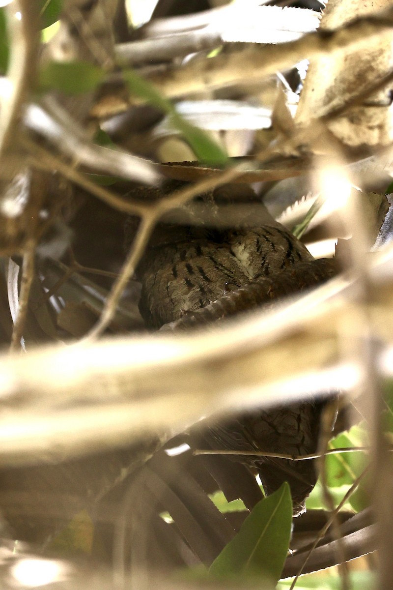 White-browed Owl - ML631192469