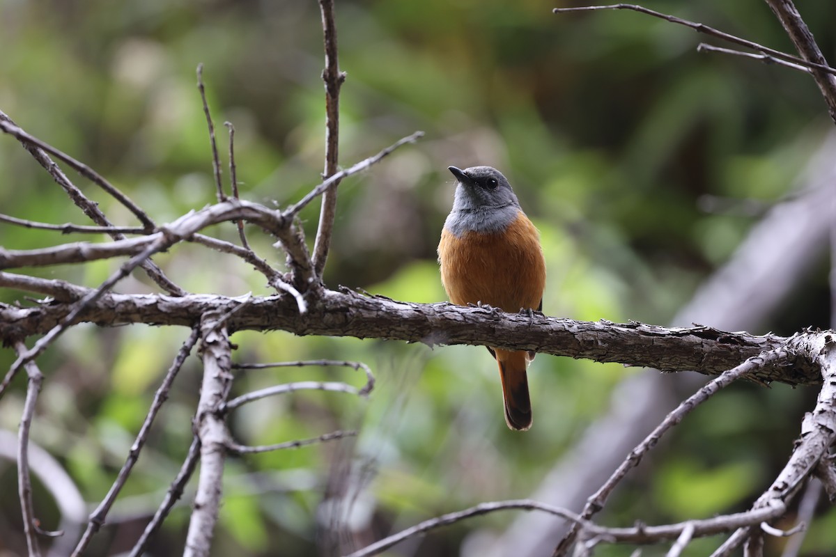 Forest Rock-Thrush (Benson's) - ML631192555