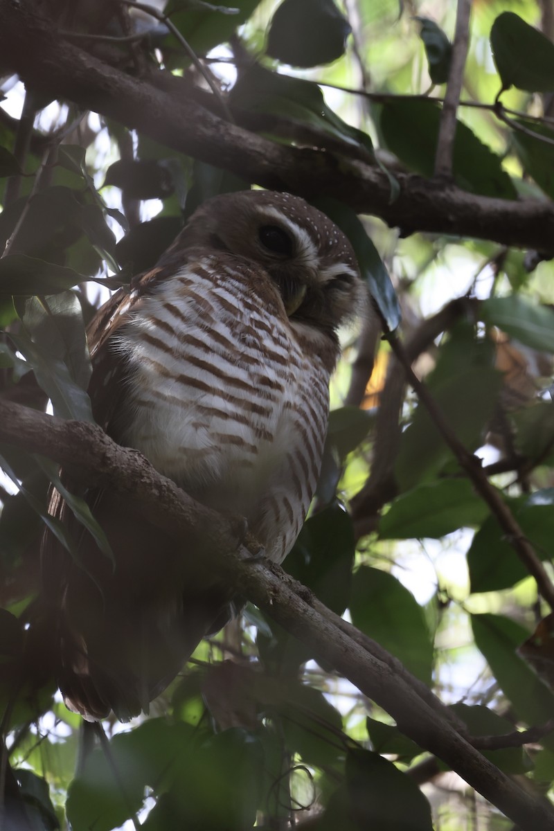White-browed Owl - ML631192603
