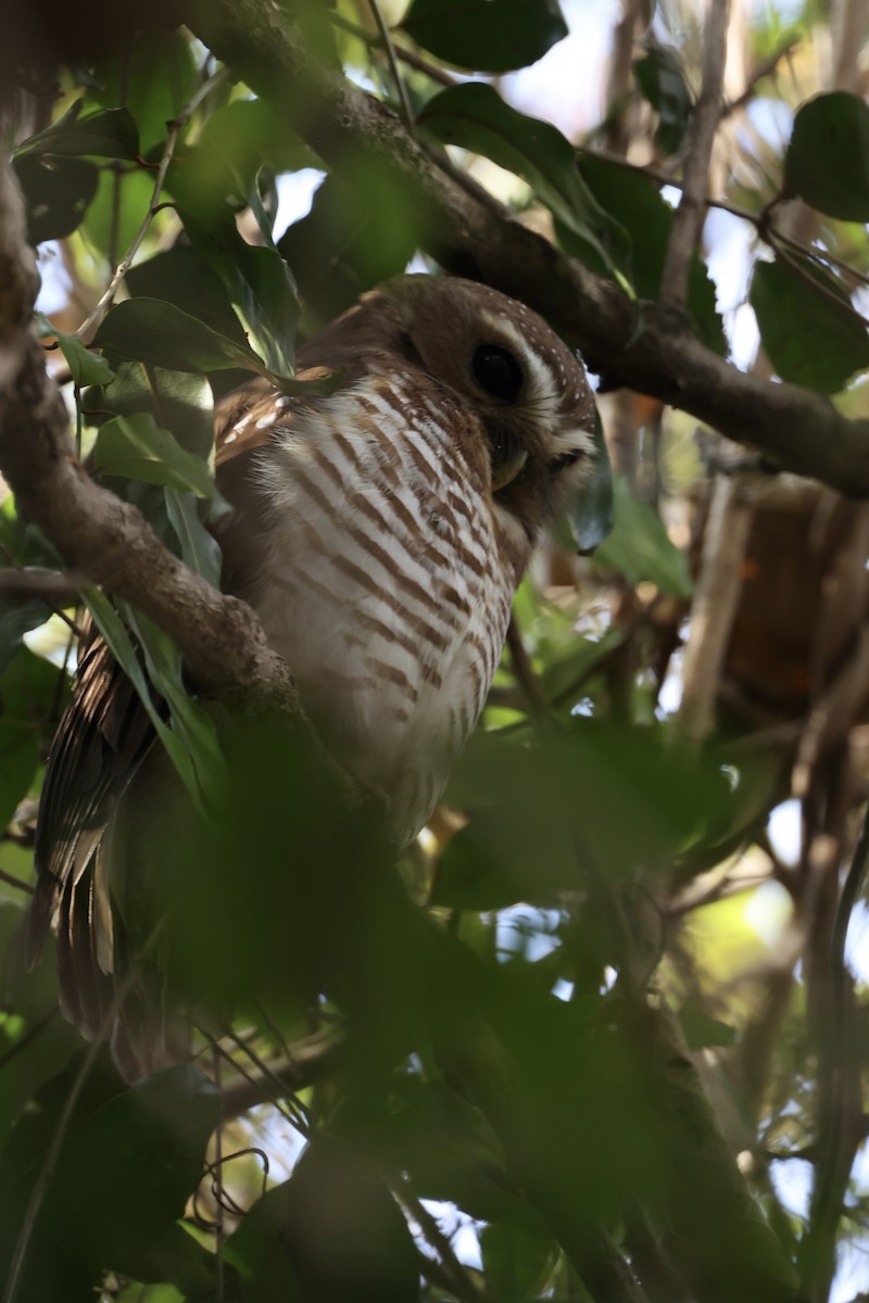 White-browed Owl - ML631192613