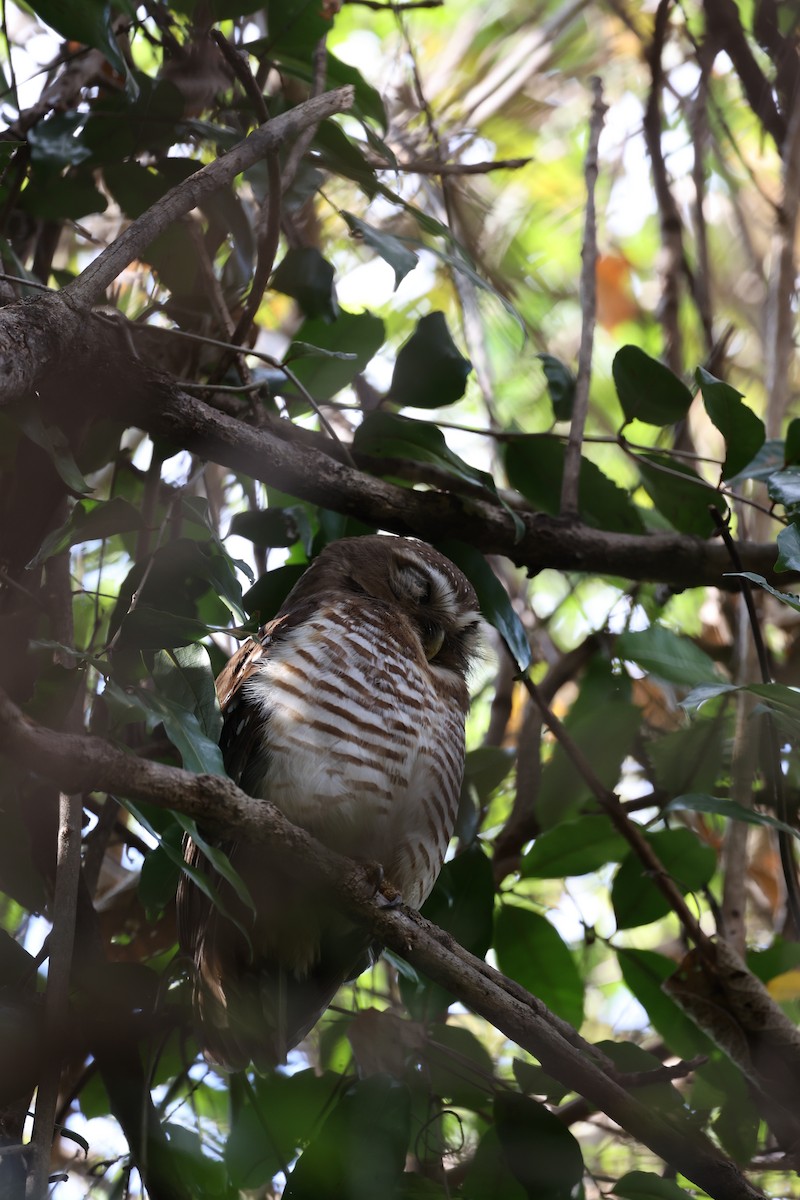 White-browed Owl - ML631192655