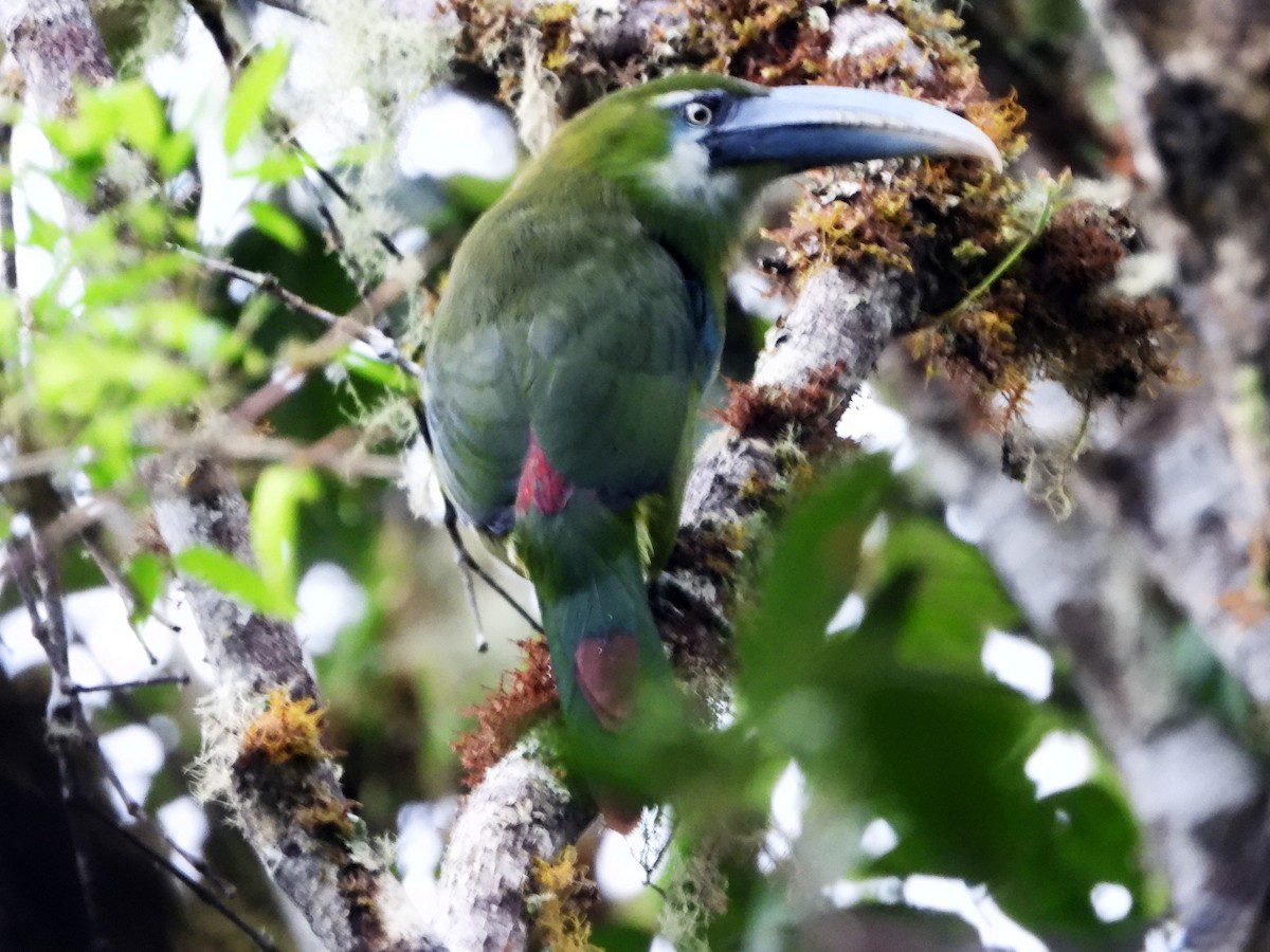 Blue-banded Toucanet - ML631192668