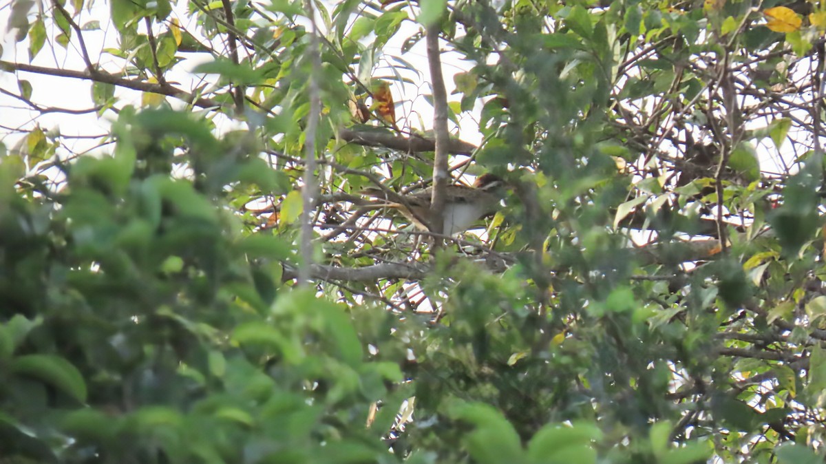 Striped Cuckoo - ML631192721