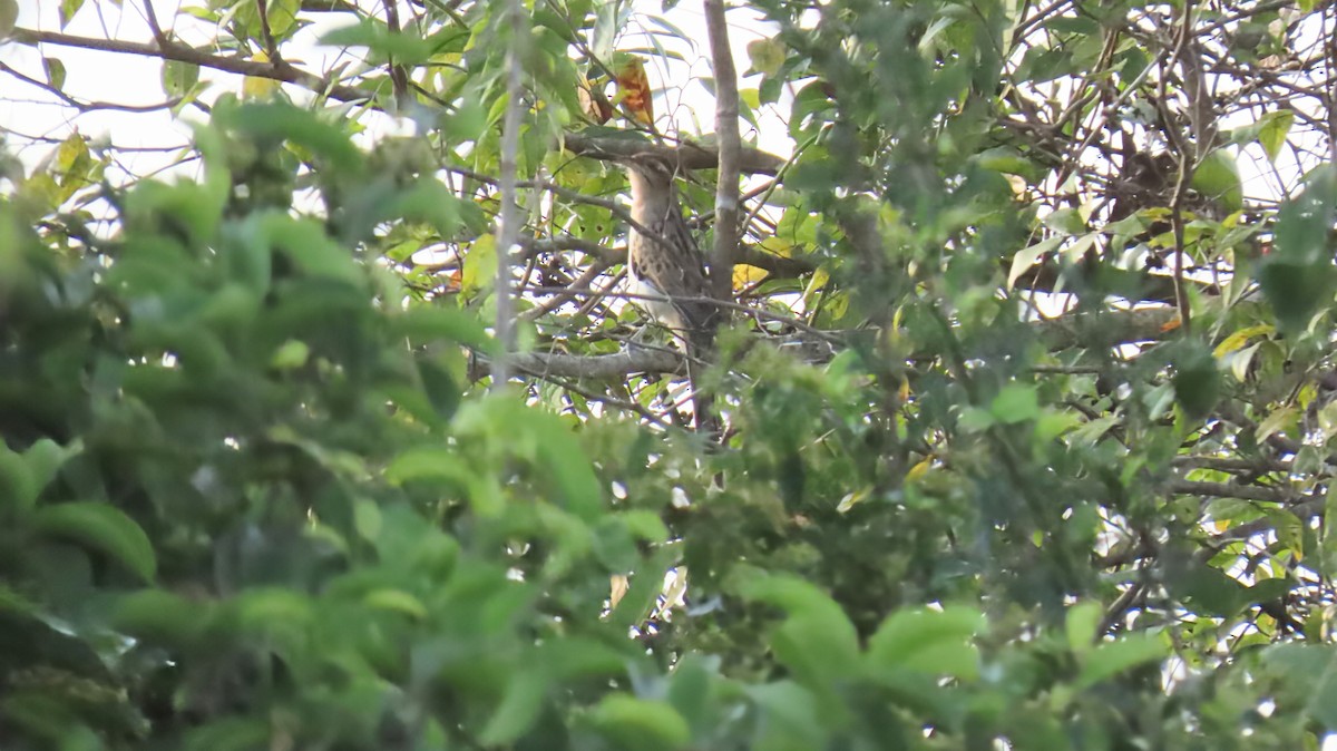 Striped Cuckoo - ML631192800