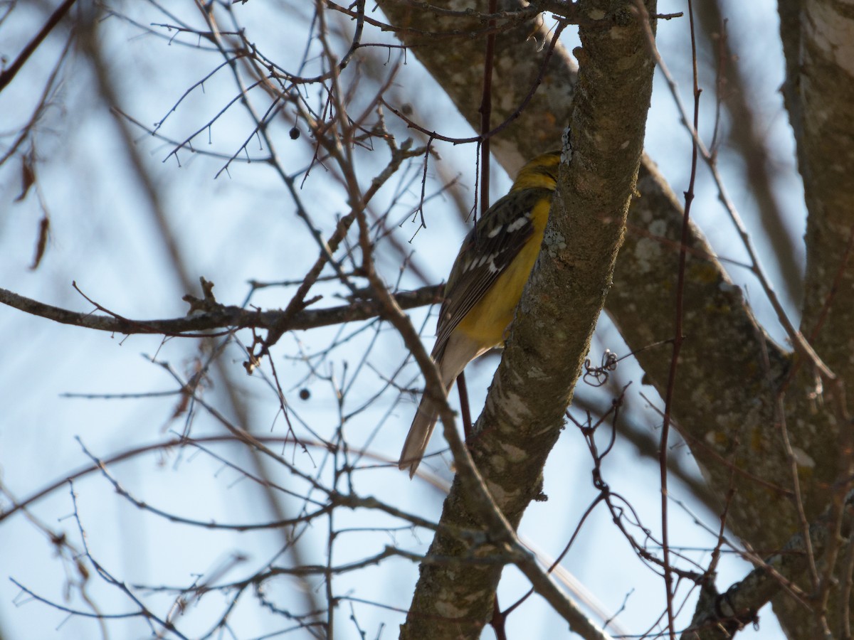 Yellow Grosbeak - ML631192901