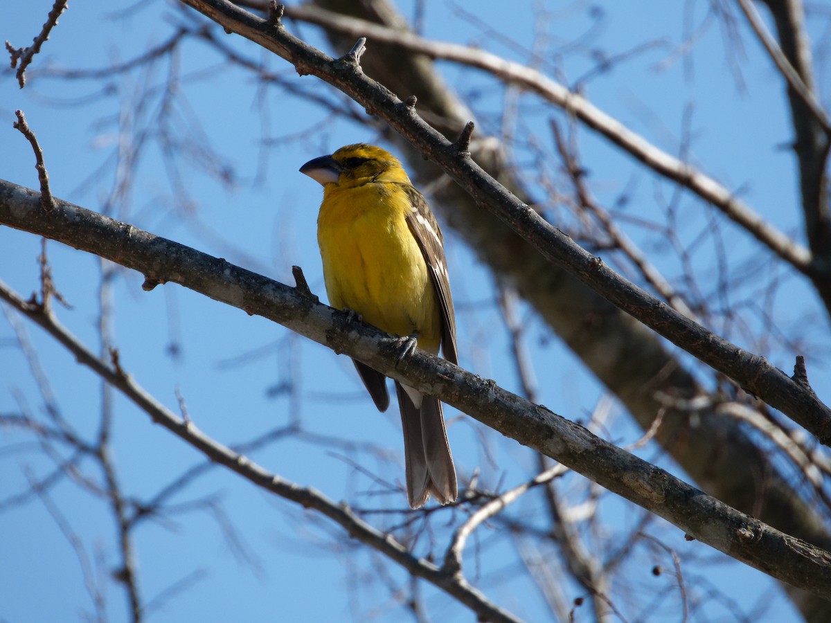Yellow Grosbeak - ML631192903
