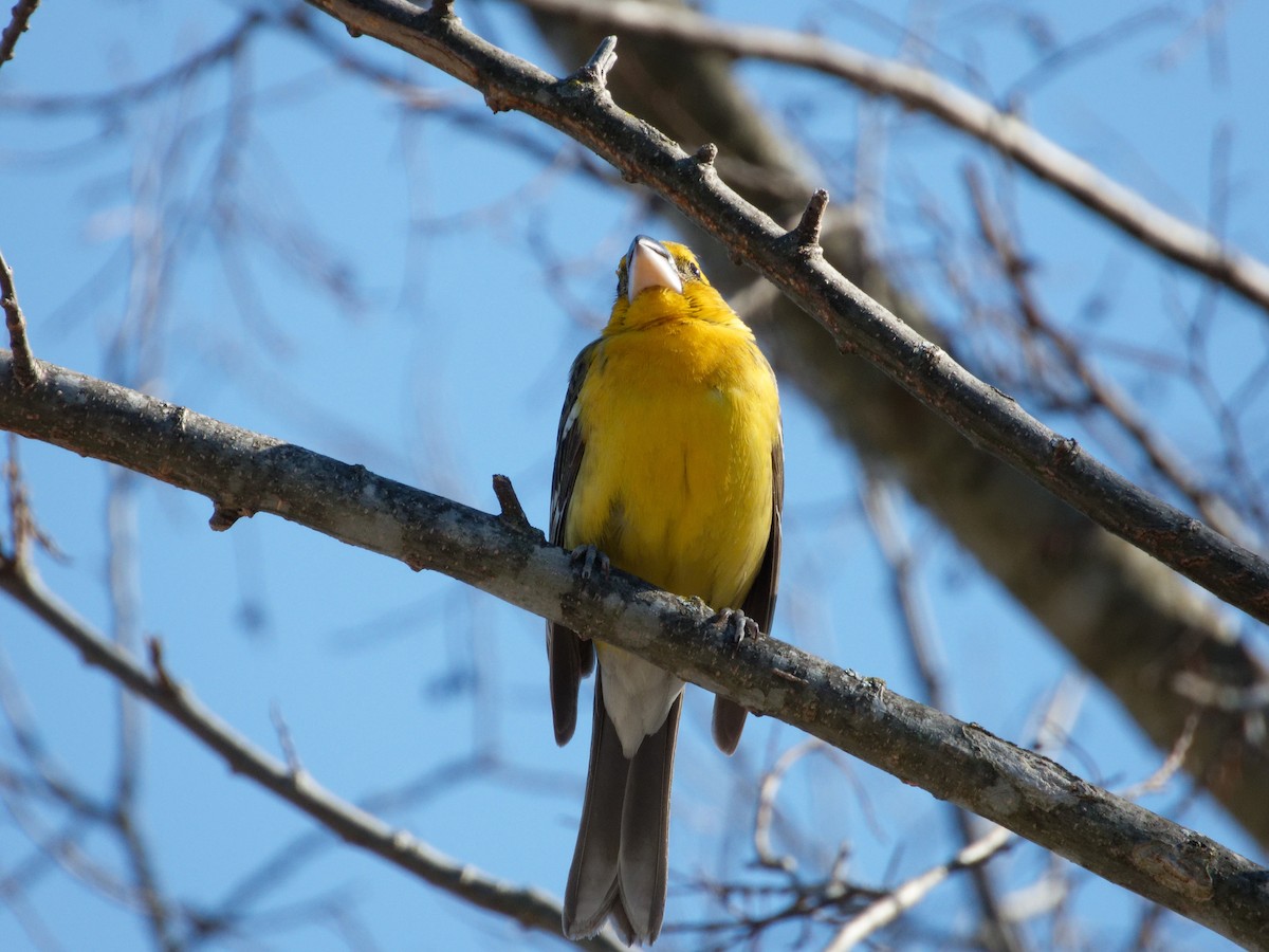 Yellow Grosbeak - ML631192908