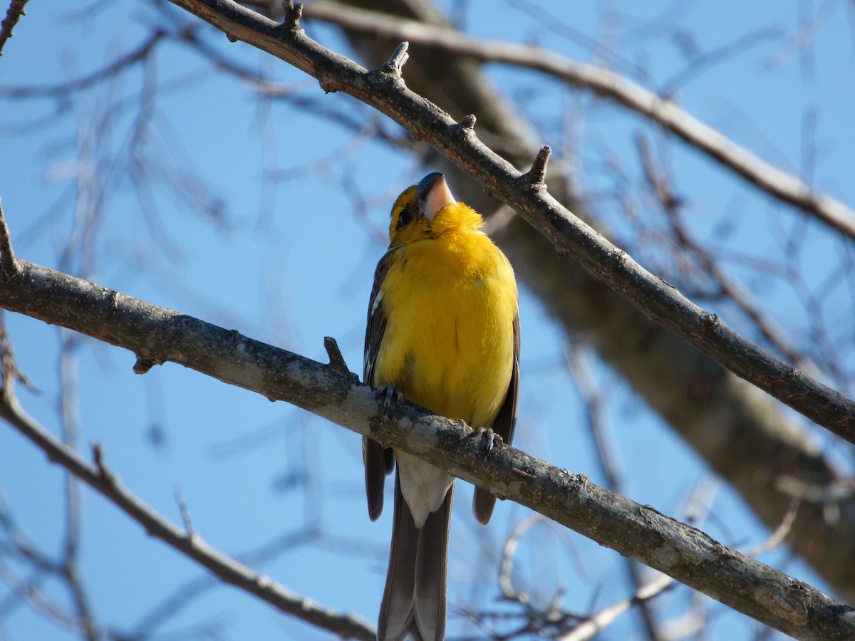 Yellow Grosbeak - ML631192911