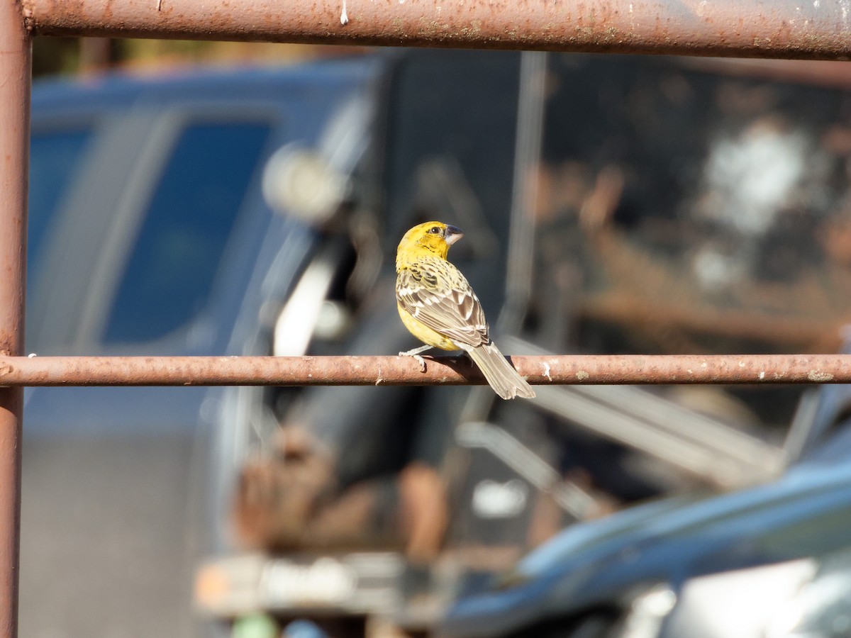 Yellow Grosbeak - ML631192915