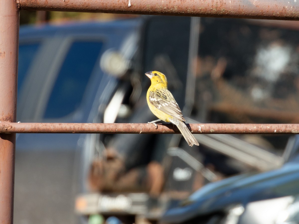 Yellow Grosbeak - ML631192922