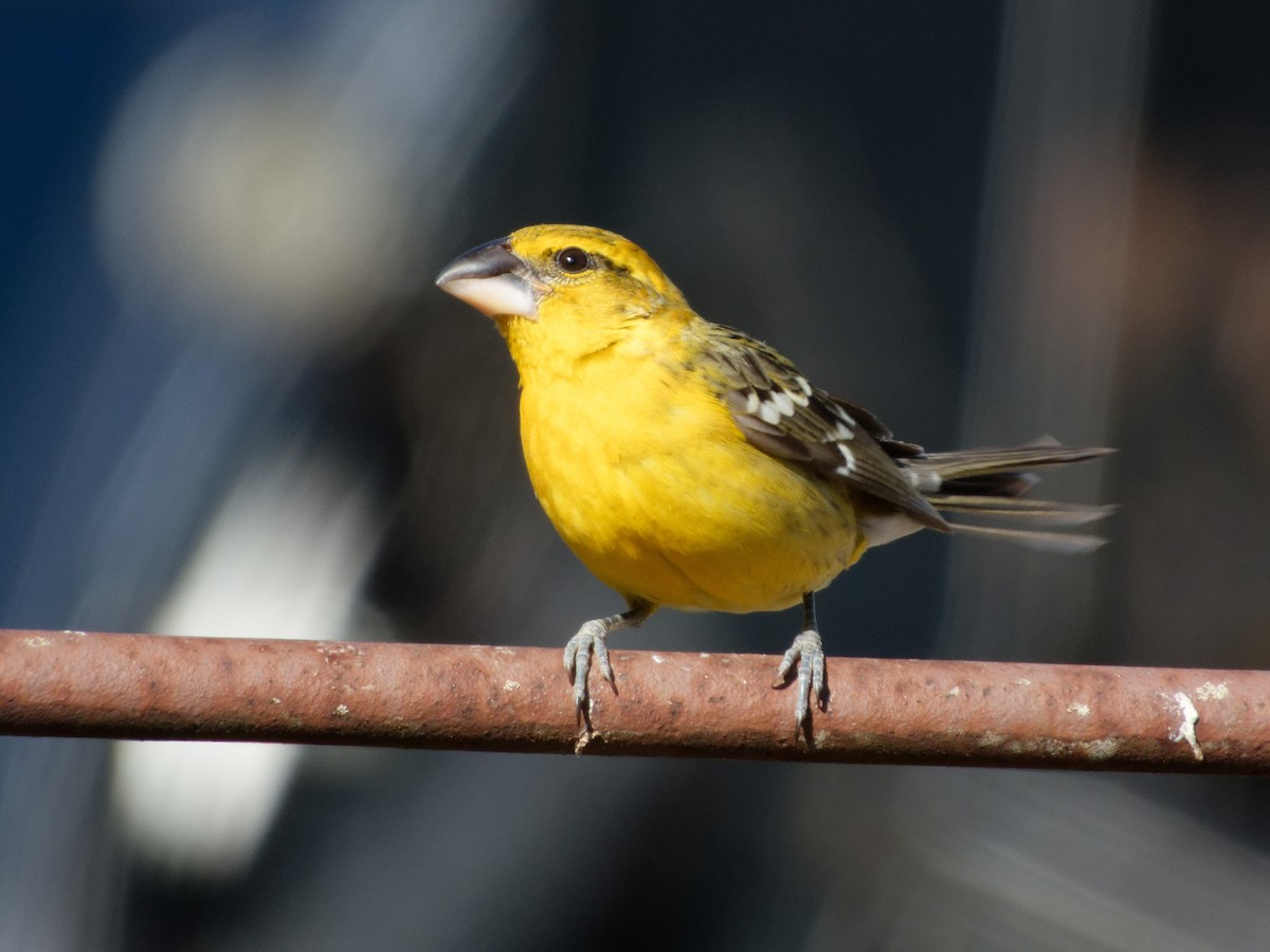 Yellow Grosbeak - ML631192926