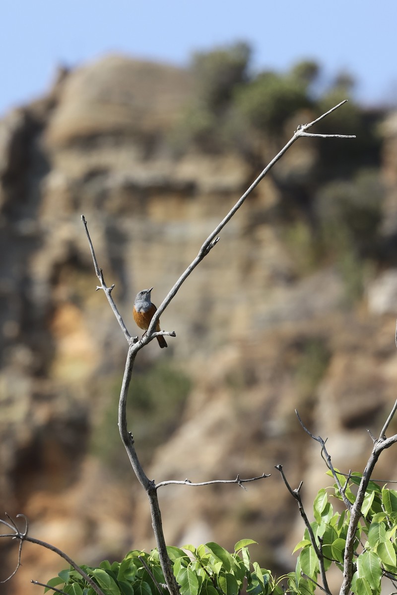 Forest Rock-Thrush (Benson's) - ML631192941