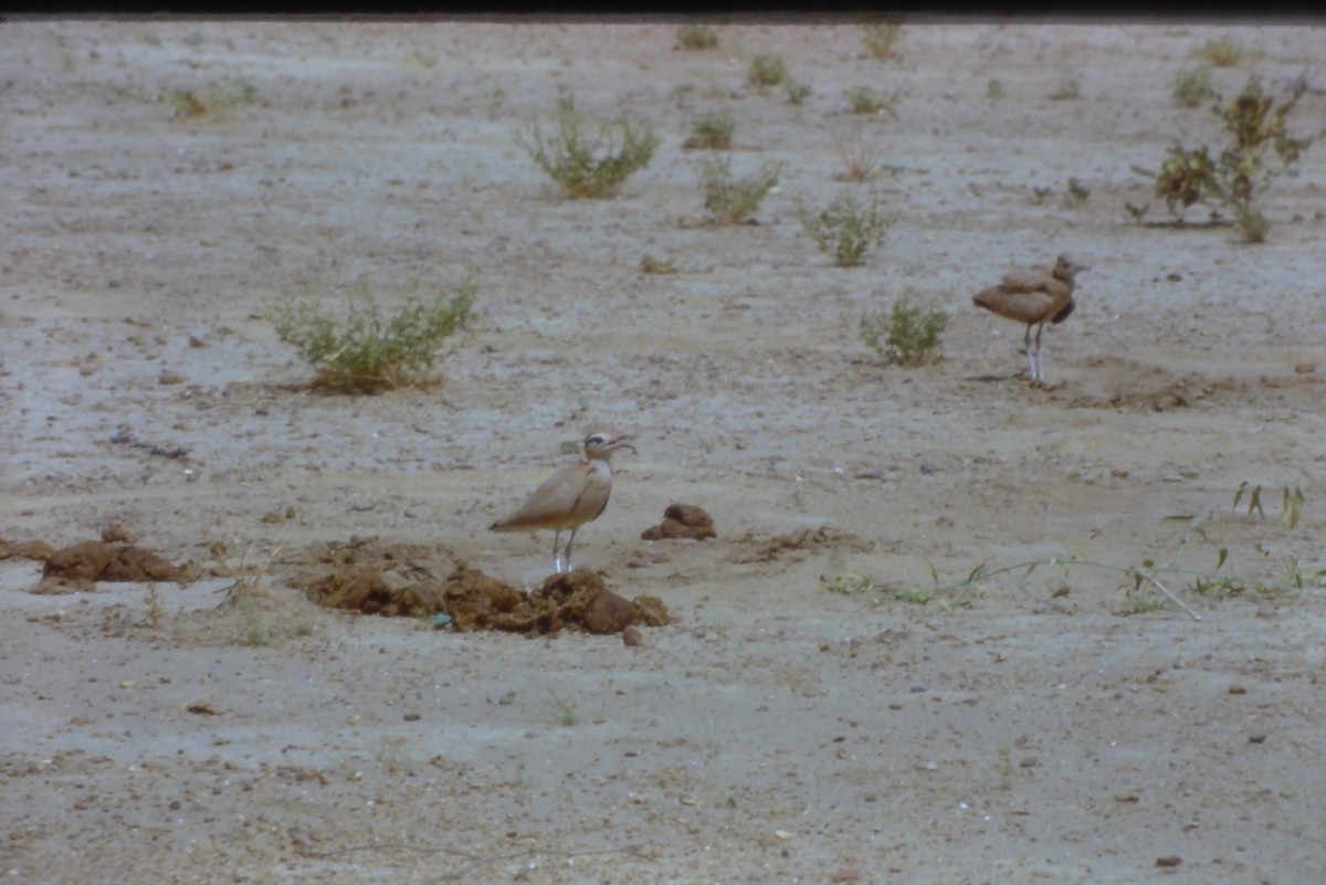 Cream-colored Courser - ML631192949
