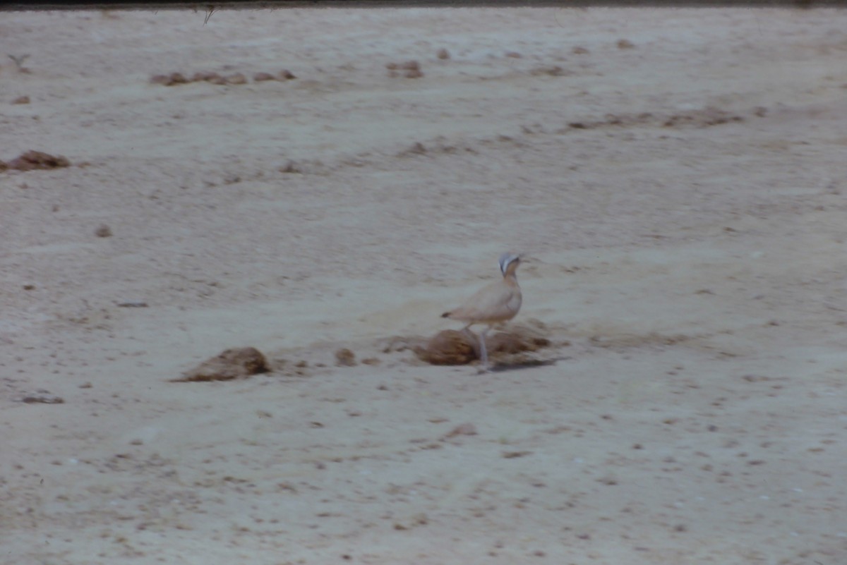 Cream-colored Courser - ML631192951
