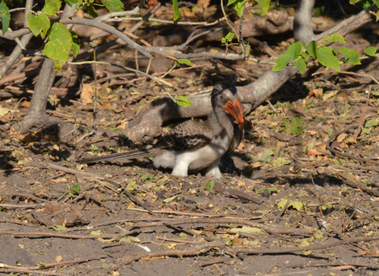 Bradfield's Hornbill - ML631192985