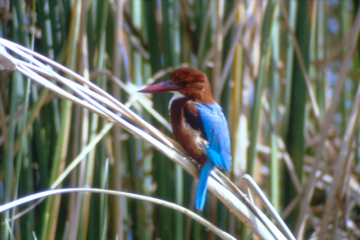 White-throated Kingfisher - ML631192990