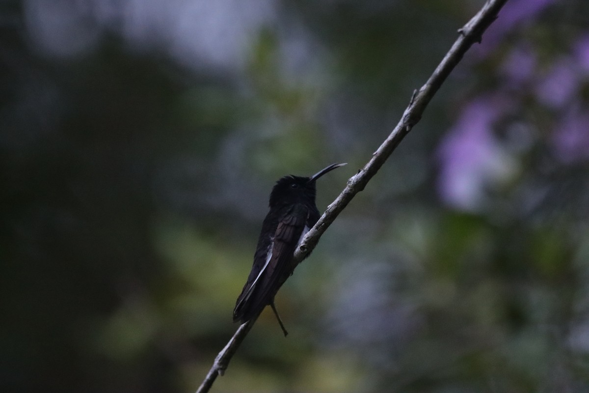 Black Jacobin - ML631193159