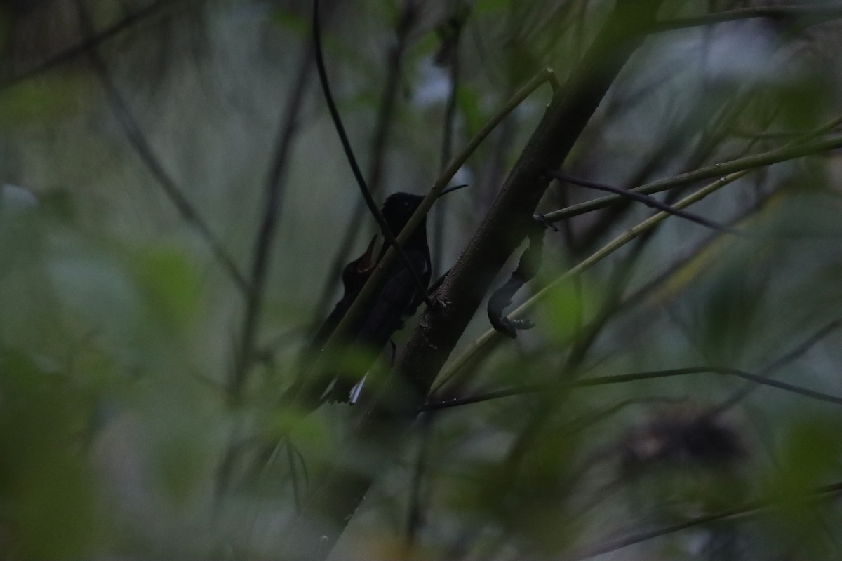 Black Jacobin - ML631193160