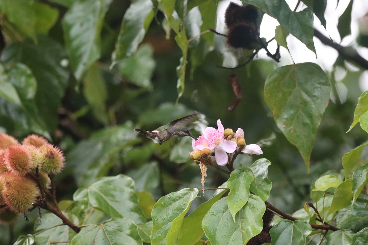 Festive Coquette - ML631193189