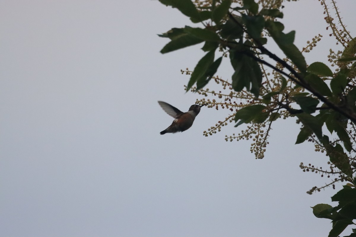 Amethyst Woodstar - ML631193205