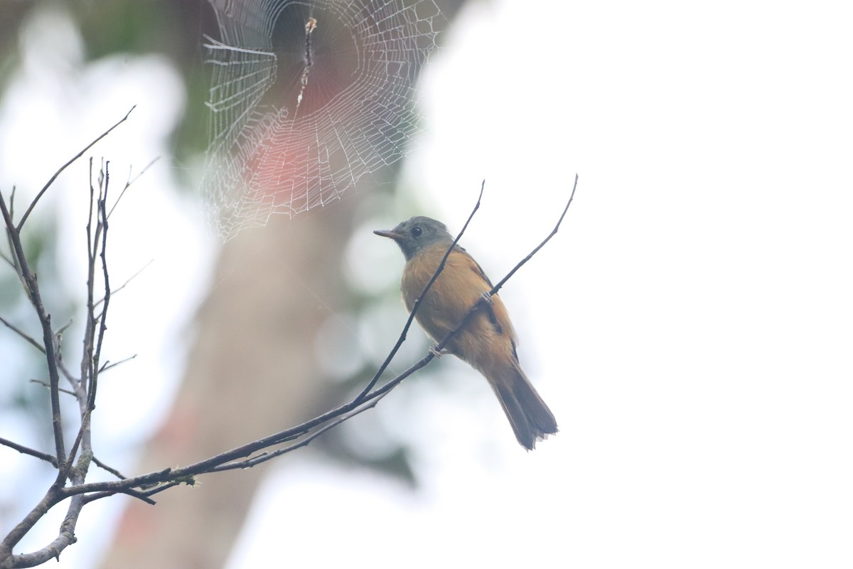 Gray-hooded Attila - ML631193224