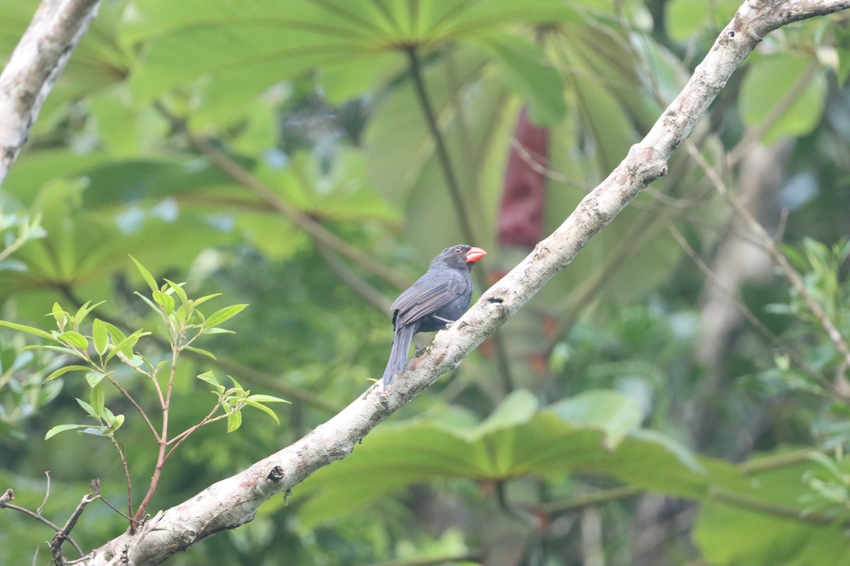 Black-throated Grosbeak - ML631193236