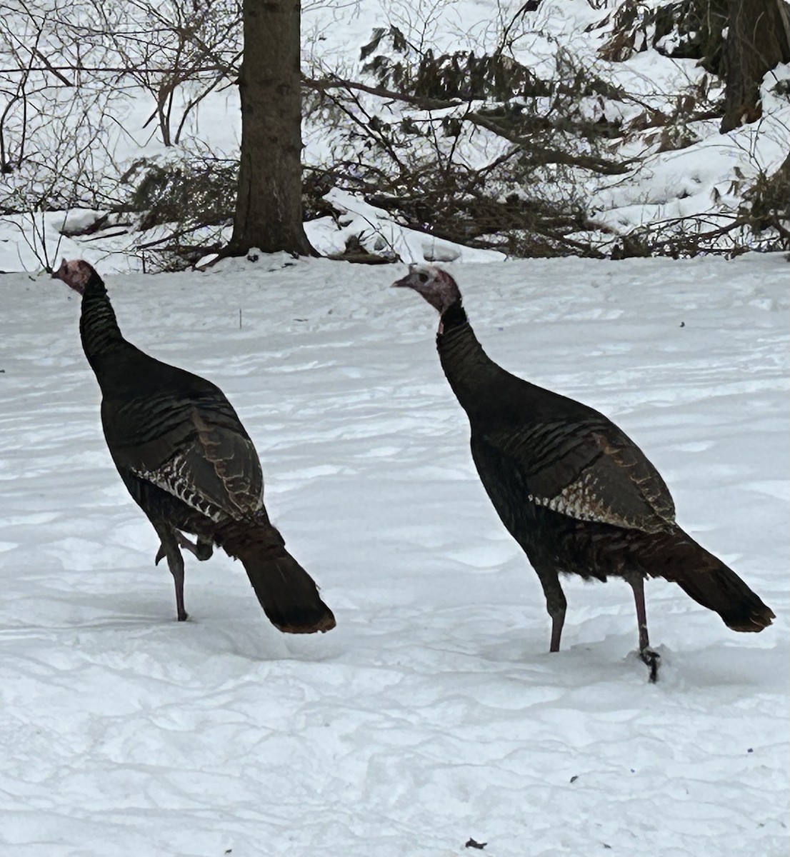 Wild Turkey - ML631193275