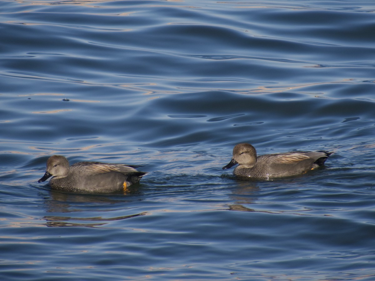 Canard chipeau - ML631193397