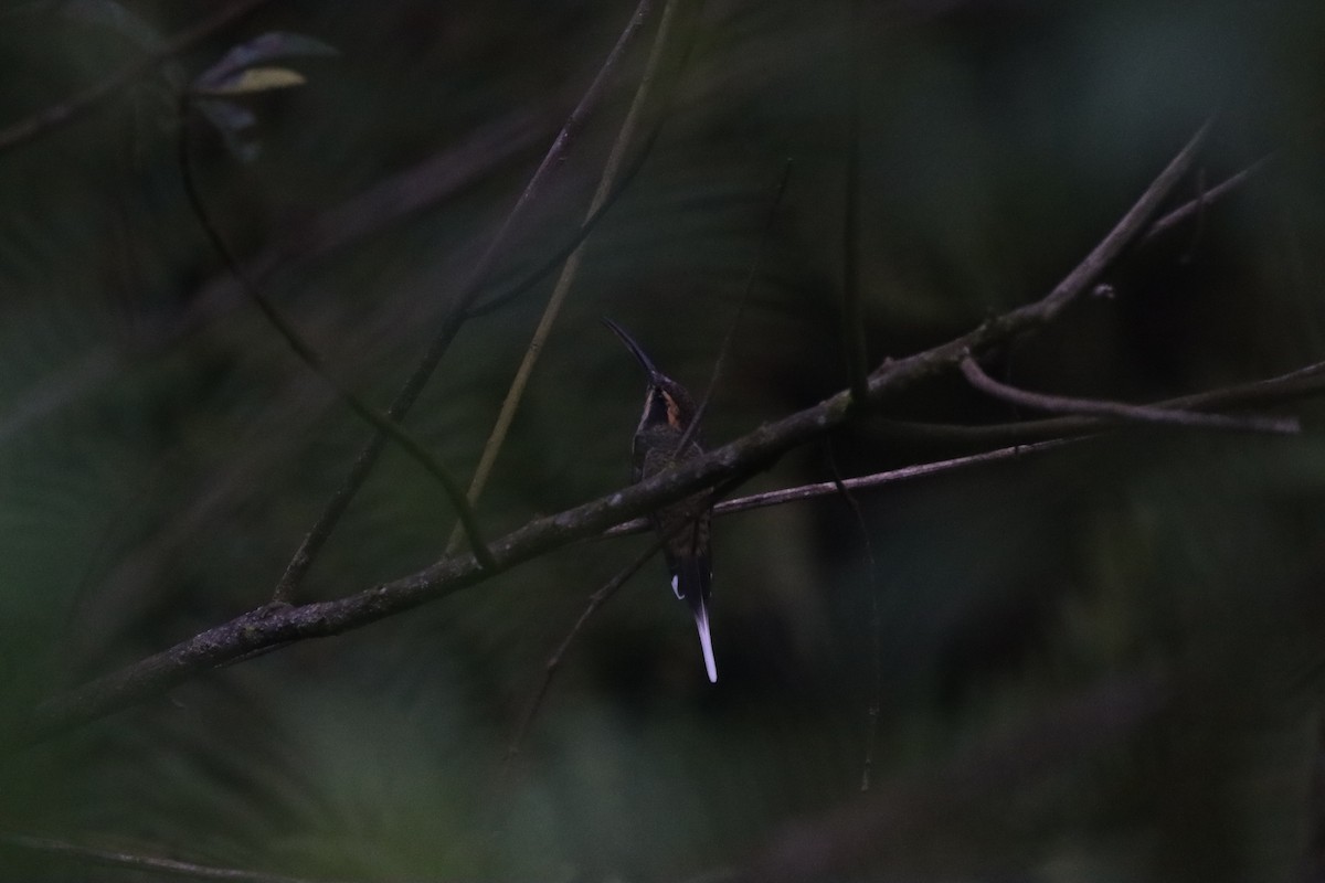 Scale-throated Hermit - ML631193573