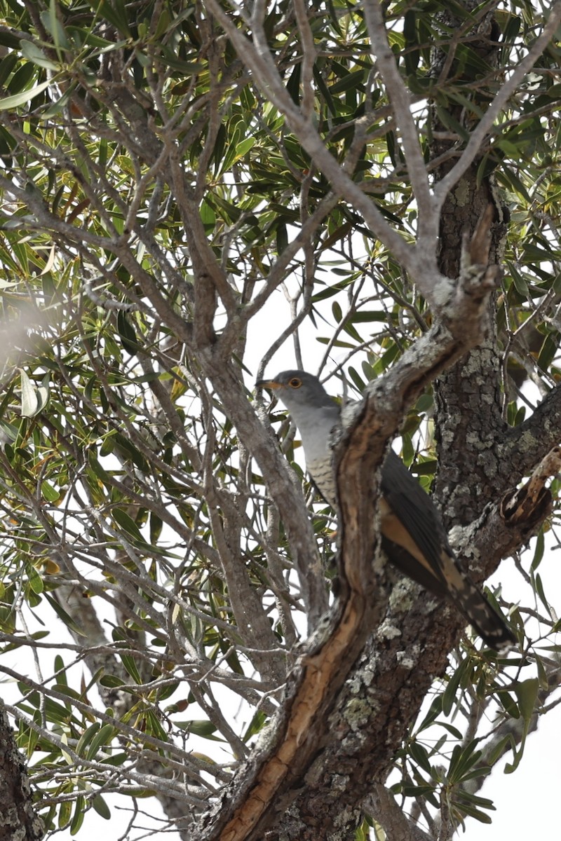 Madagascar Cuckoo - ML631193641