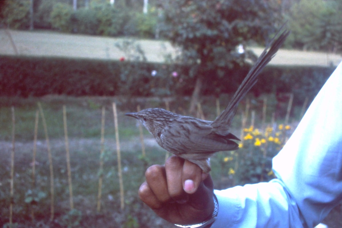 Common Babbler - ML631193787