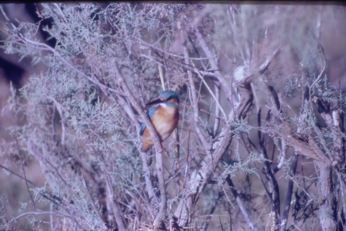 Common Kingfisher - ML631193836