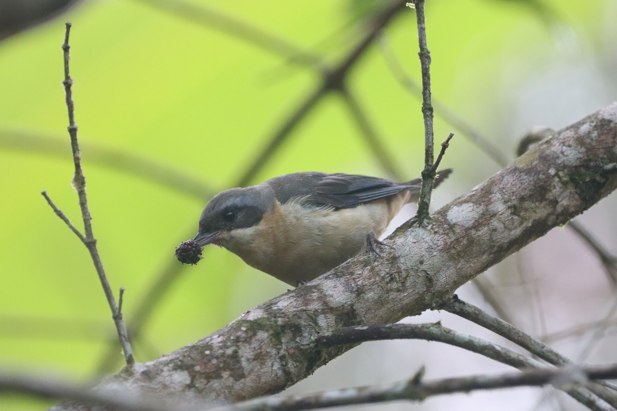 Fawn-breasted Tanager - ML631193851