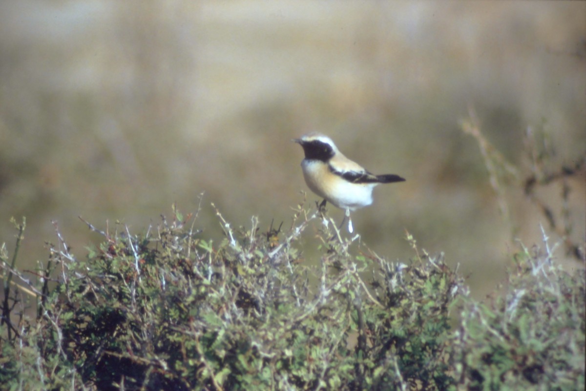 Desert Wheatear - ML631193927
