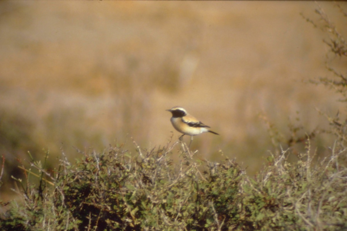 Desert Wheatear - ML631193928