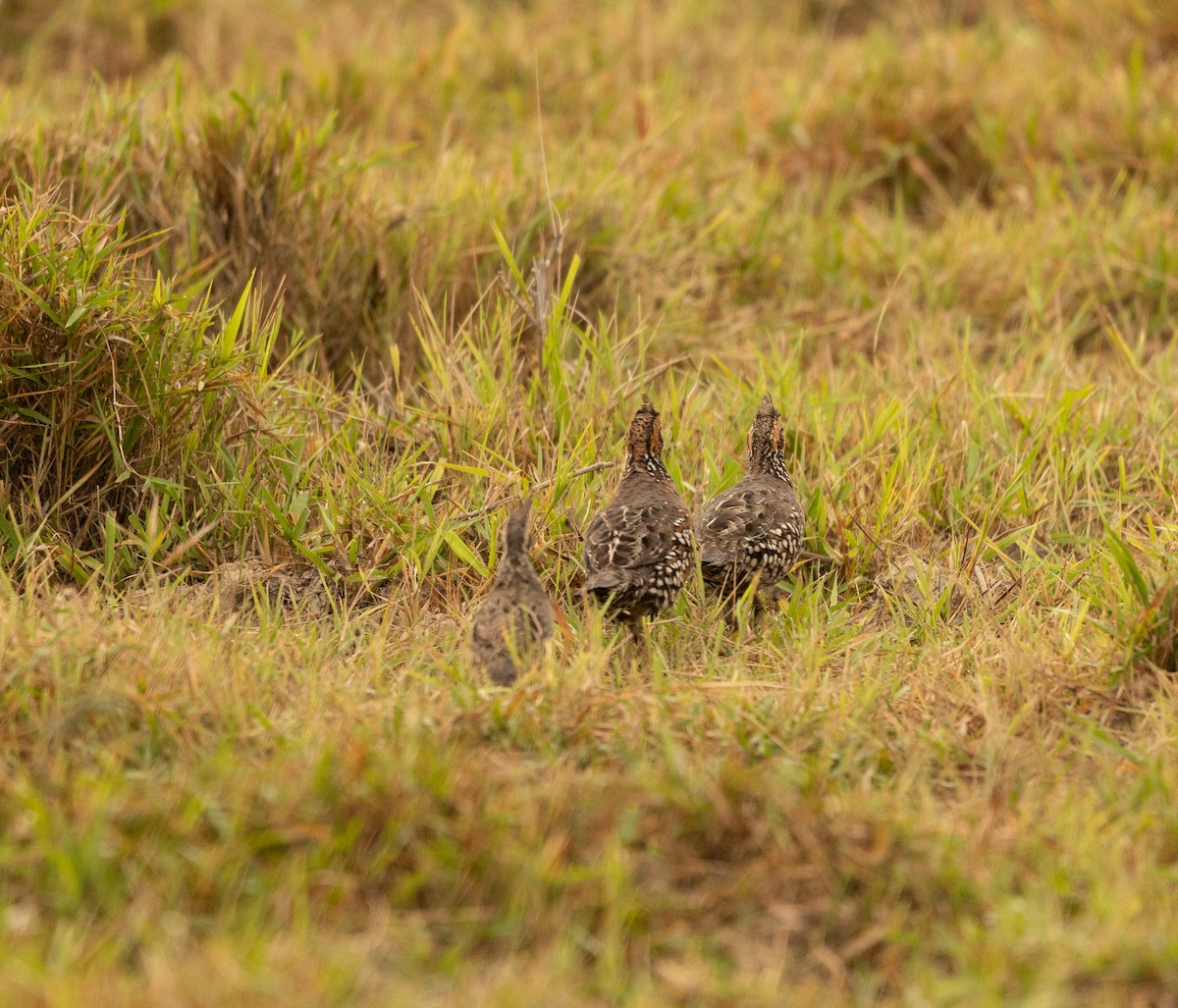 Crested Bobwhite - ML631193962